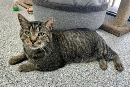 Enlarge Quinn (FIV & Leuk +), a Adoptable Domestic Short Hair in Atlanta, GA image 2/3
