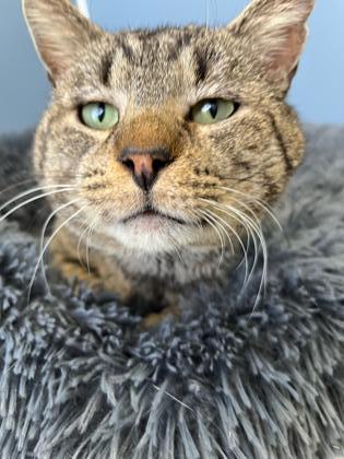 Enlarge Quinn (FIV & Leuk +), a Adoptable Domestic Short Hair in Atlanta, GA image 3/3