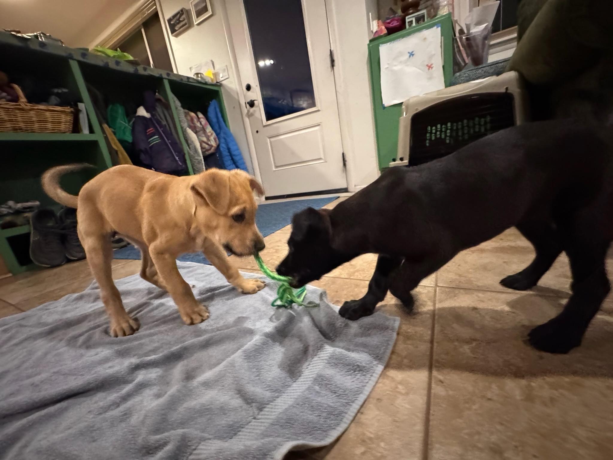 Enlarge Archie, a ADOPTABLE mixed breed in Durango, CO image 4/6