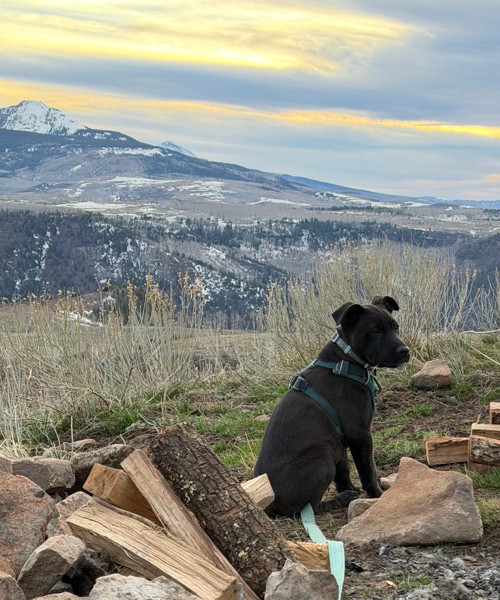 Enlarge Archie, a ADOPTABLE mixed breed in Durango, CO image 5/6