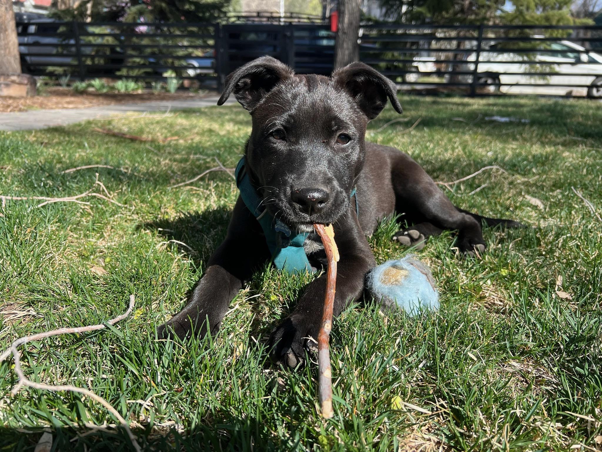 Enlarge Archie, a ADOPTABLE mixed breed in Durango, CO image 1/6