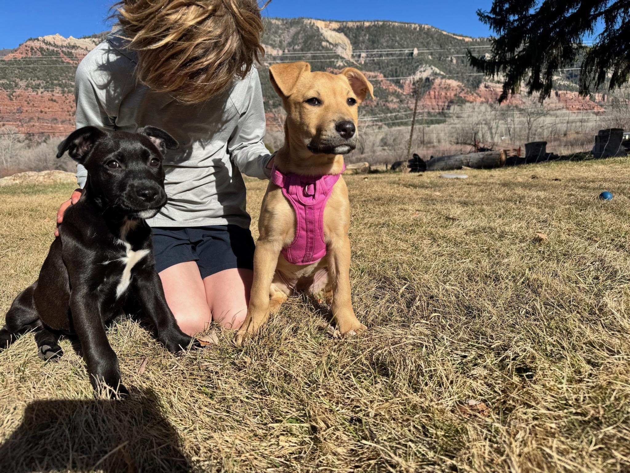 Enlarge Archie, a ADOPTABLE mixed breed in Durango, CO image 3/6