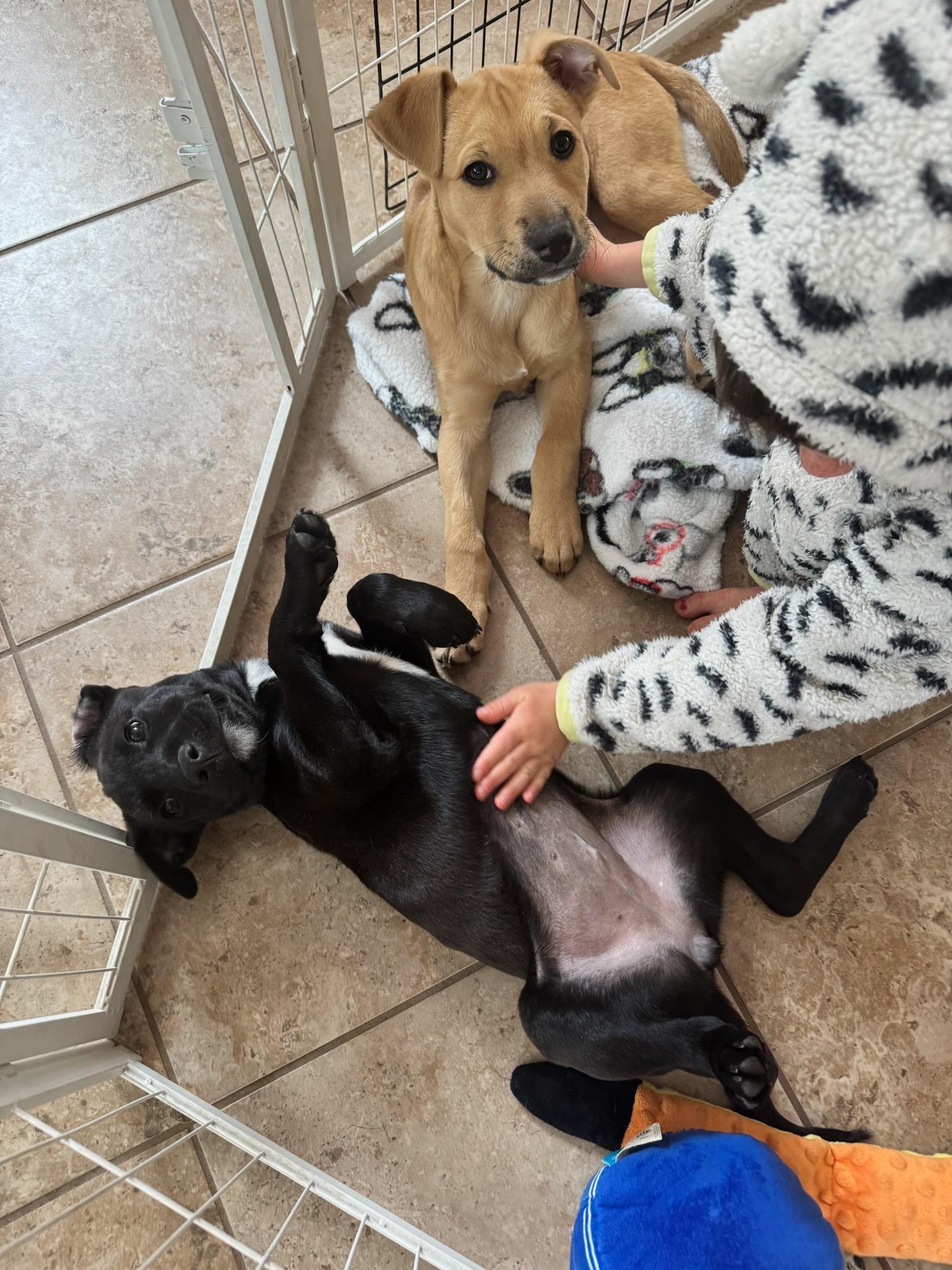 Enlarge Archie, a ADOPTABLE mixed breed in Durango, CO image 2/6