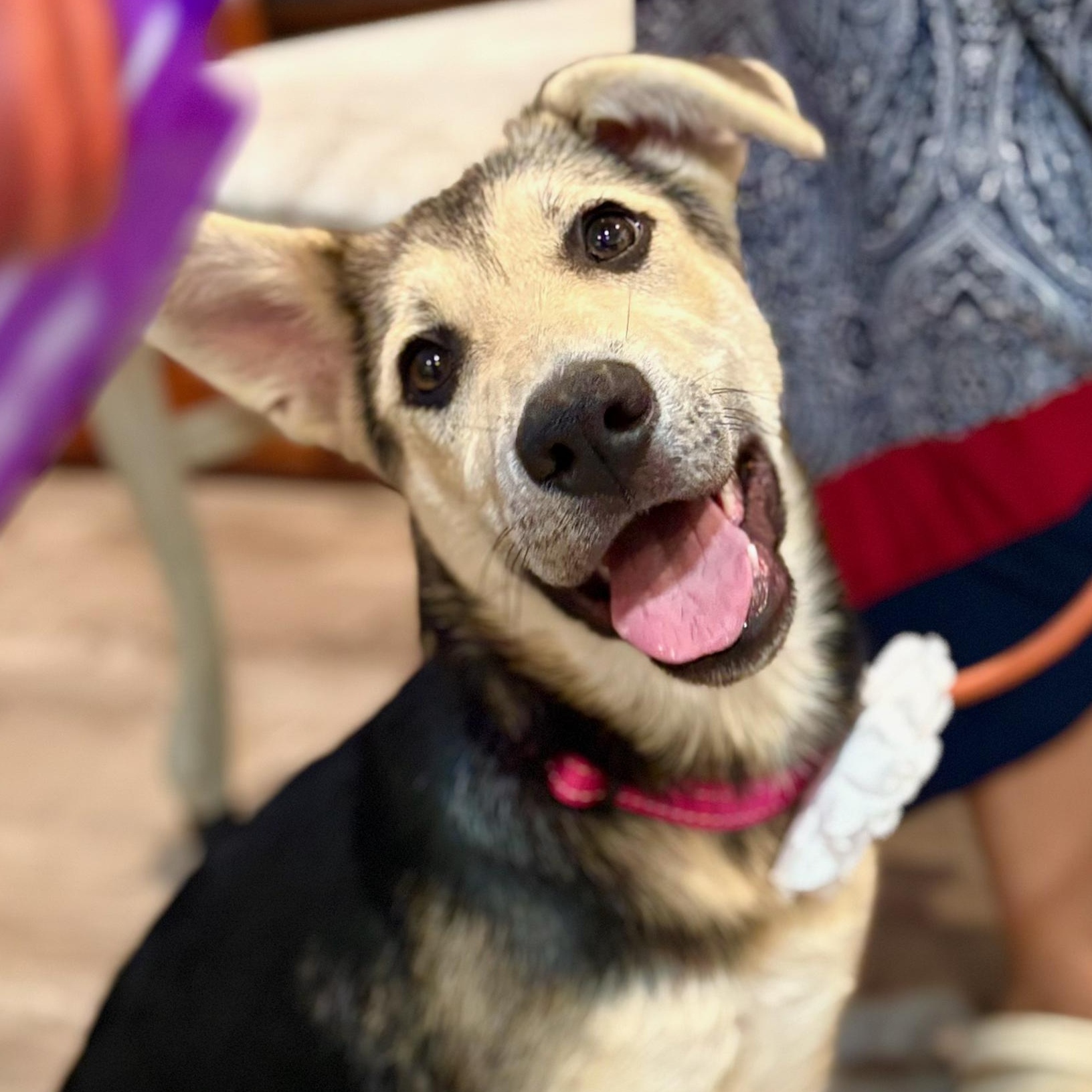 8 puppies looking for homes The puppies are the result of having unaltered female and male dogs tog