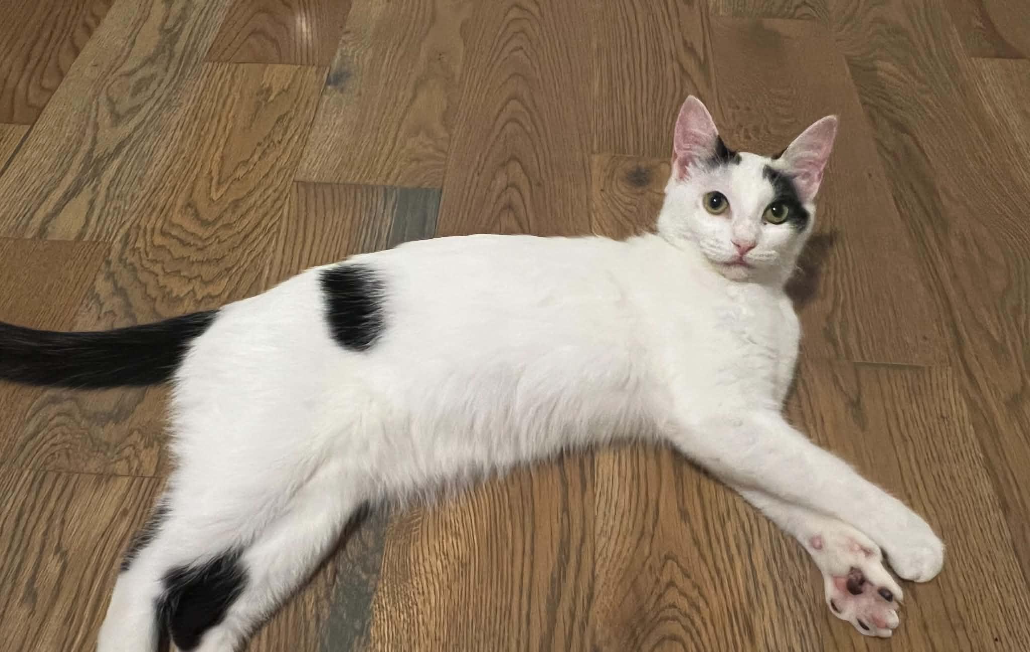 June Bug, Adoptable, Young Female Domestic Short Hair.