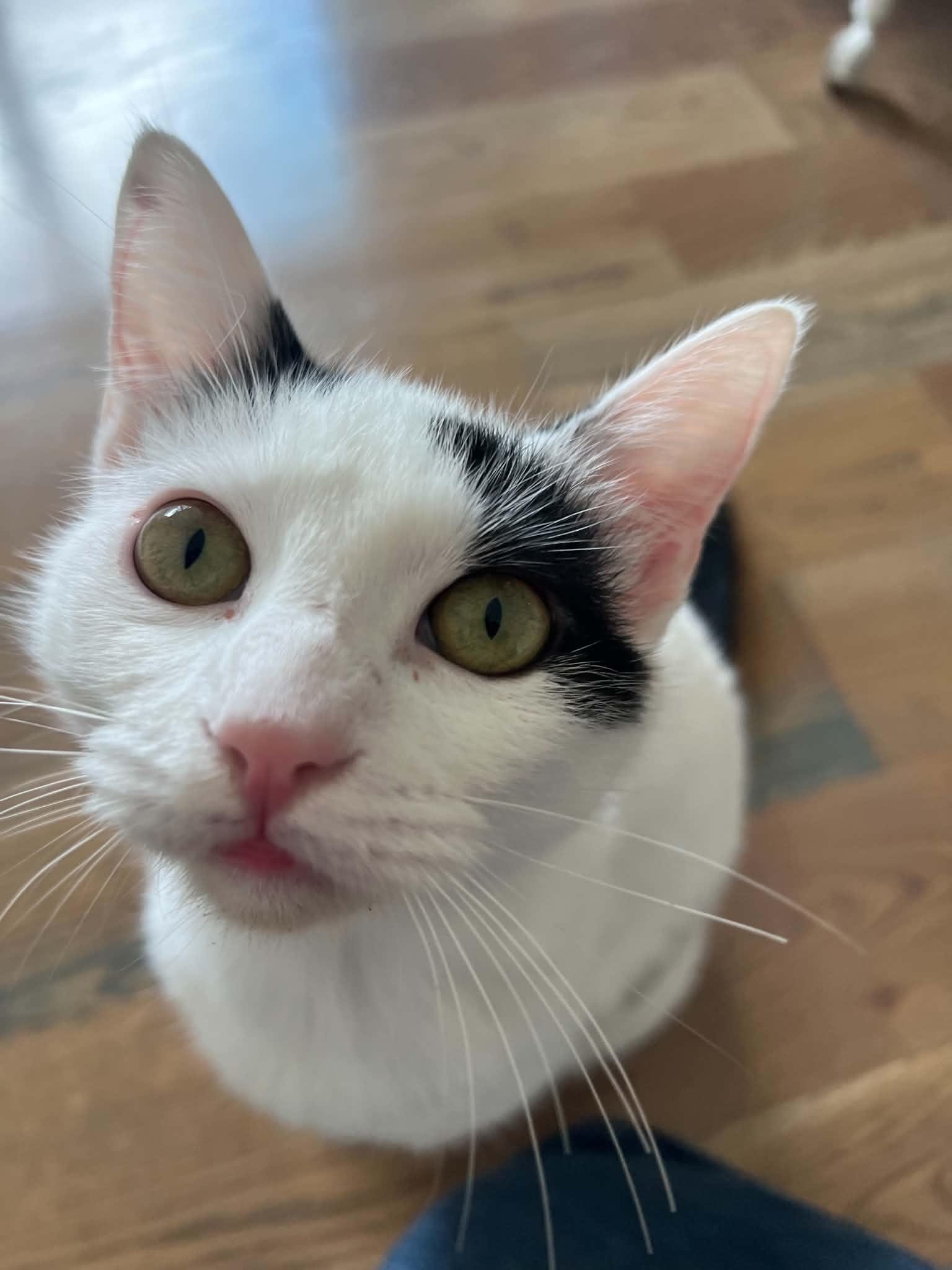 June Bug, a Adoptable Domestic Short Hair in Houston, TX image 2/5
