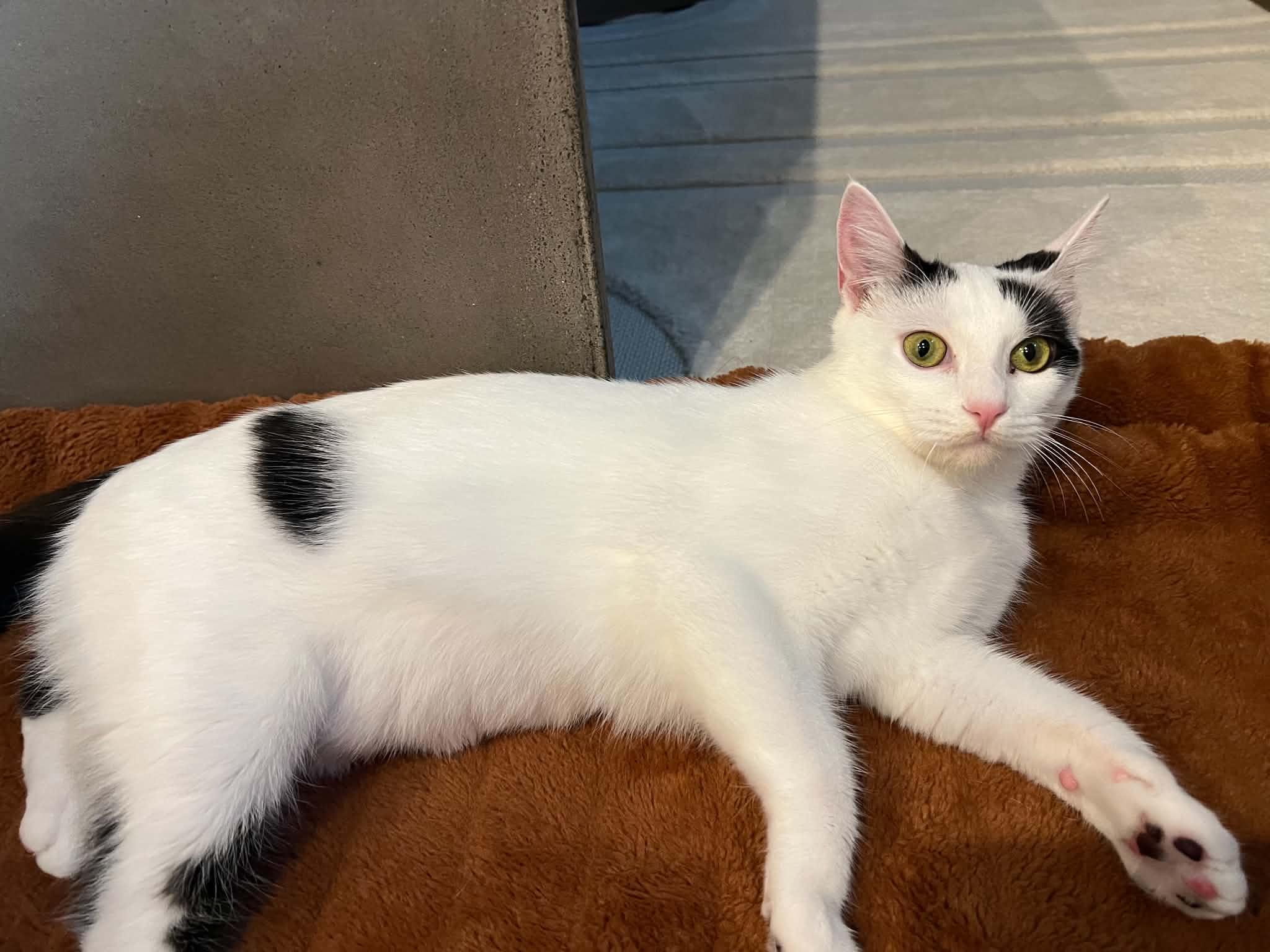 June Bug, a Adoptable Domestic Short Hair in Houston, TX image 3/5