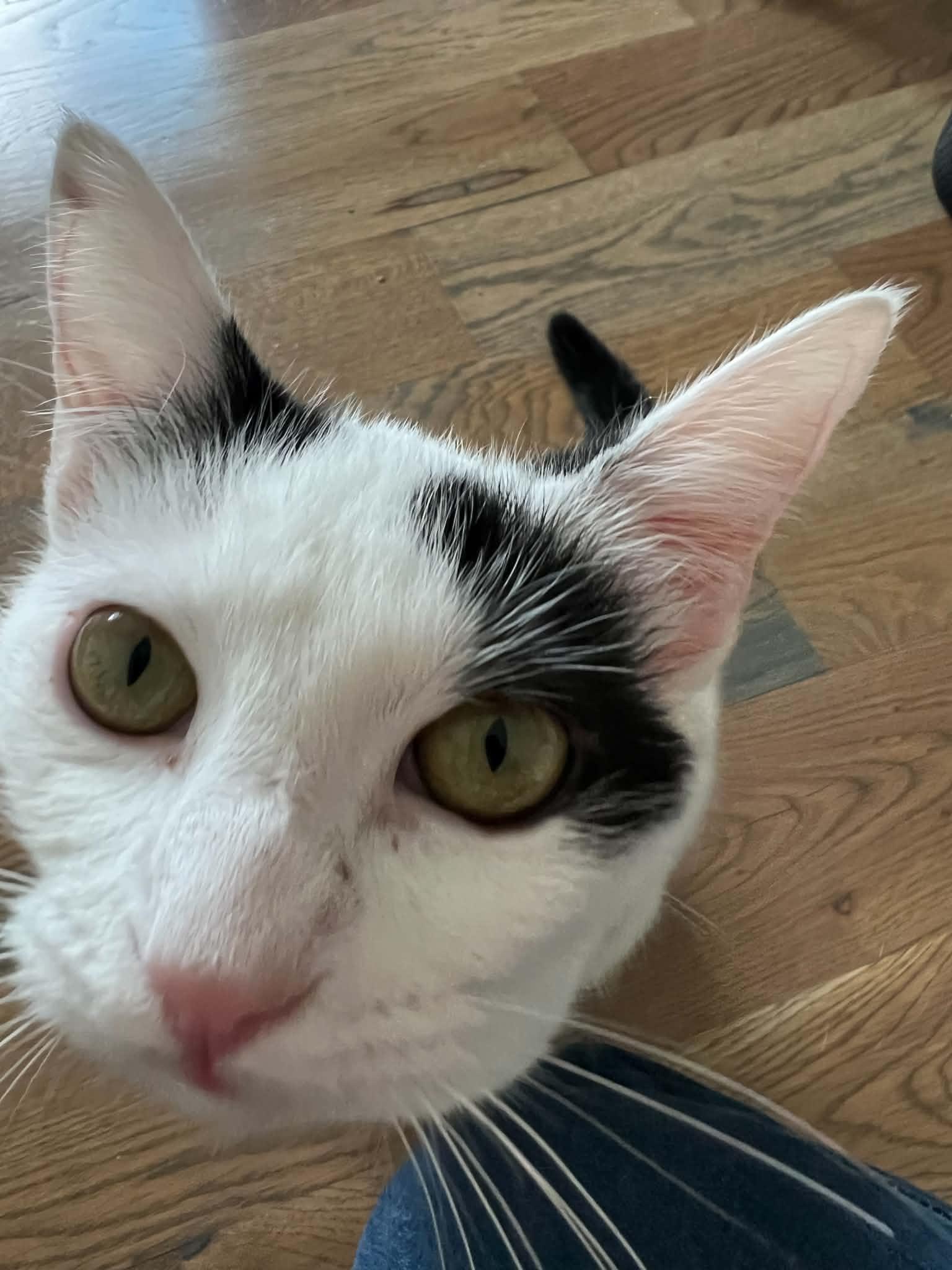 June Bug, a Adoptable Domestic Short Hair in Houston, TX image 4/5