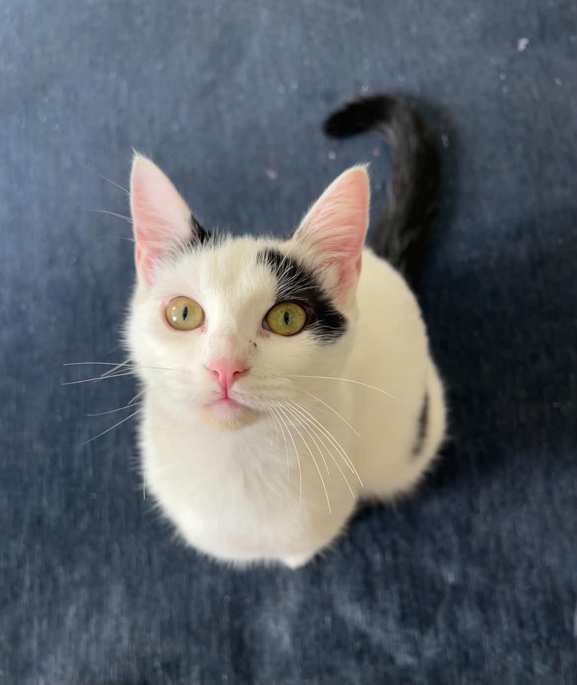 June Bug, a Adoptable Domestic Short Hair in Houston, TX image 5/5