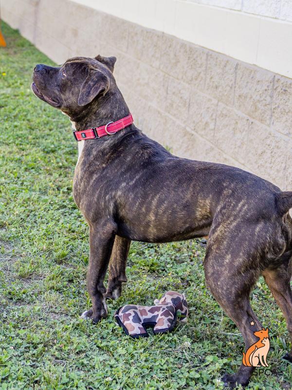 Styles, Adoptable, Adult Male Pit Bull Terrier.