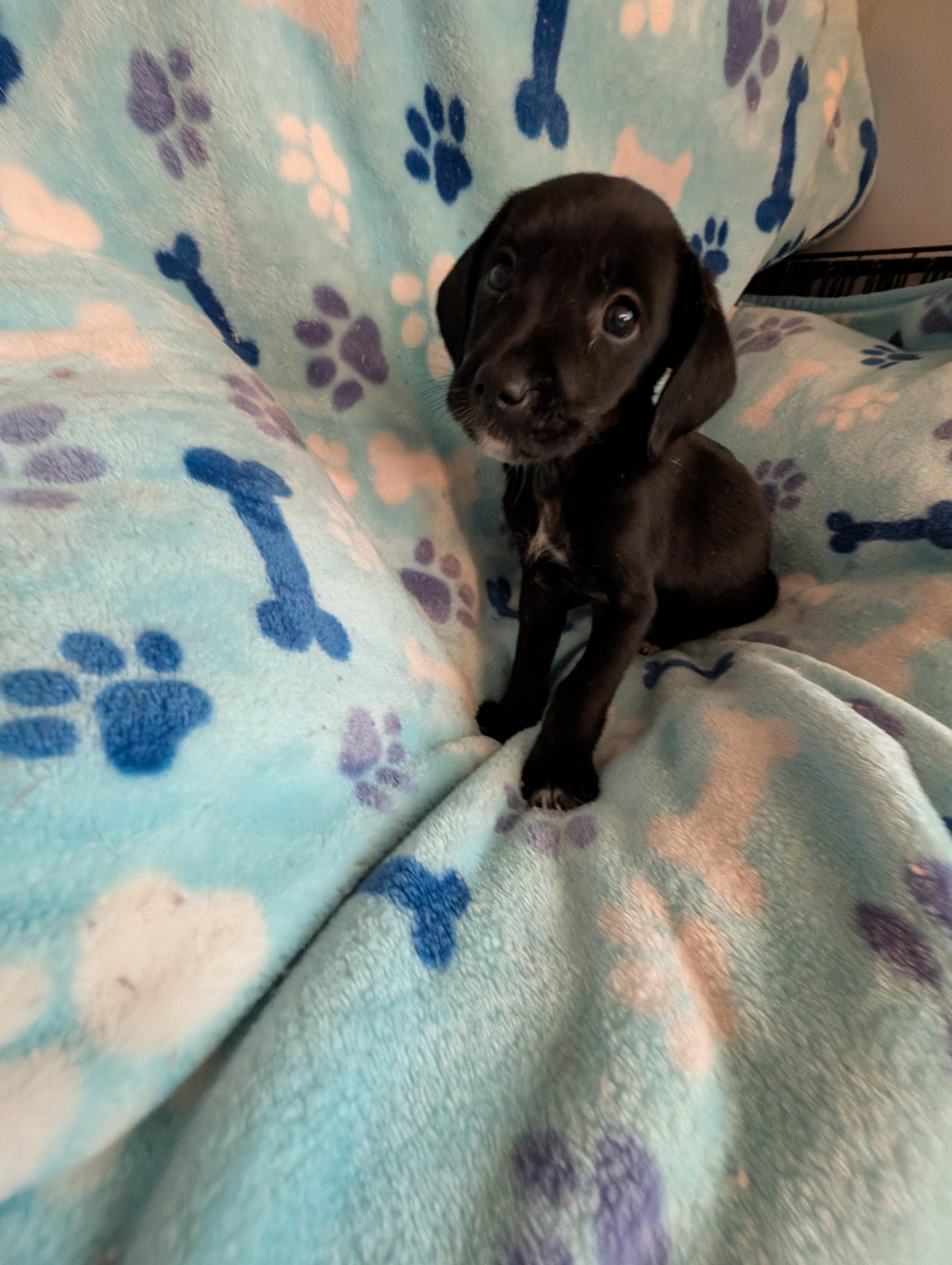 CIDER, Adoptable, Puppy Male Chihuahua & Terrier.