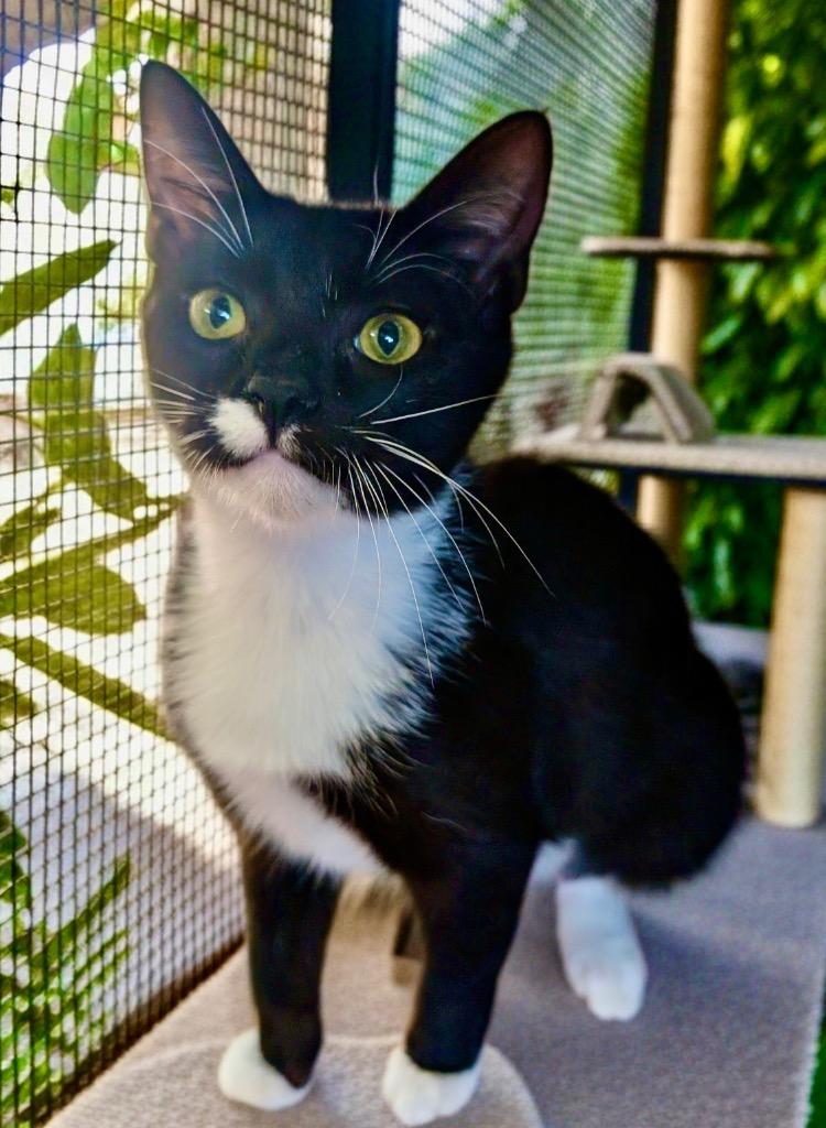 Enlarge Willow-Friendly Girl!, a Adoptable mixed breed in Fort Myers, FL image 1/1