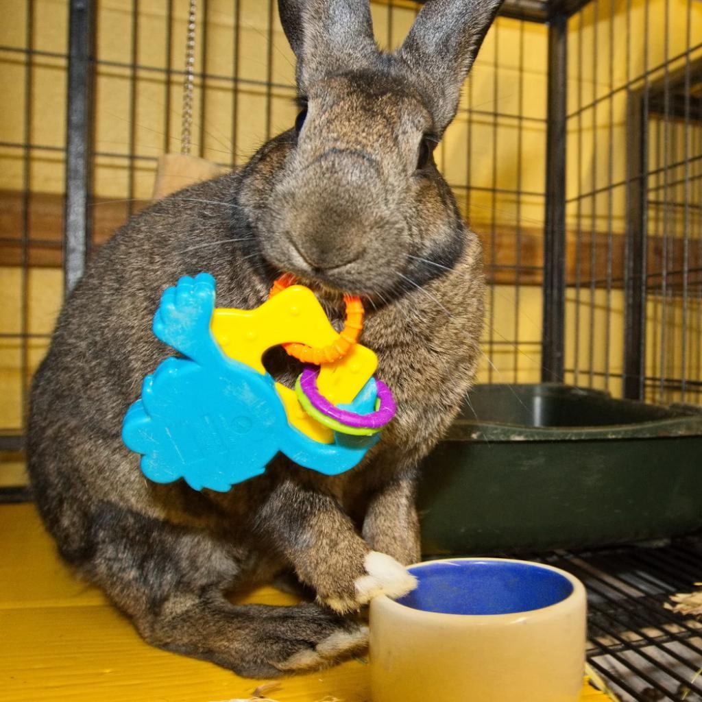 Enlarge Otter, a Adoptable mixed breed in Newport, PA image 2/5