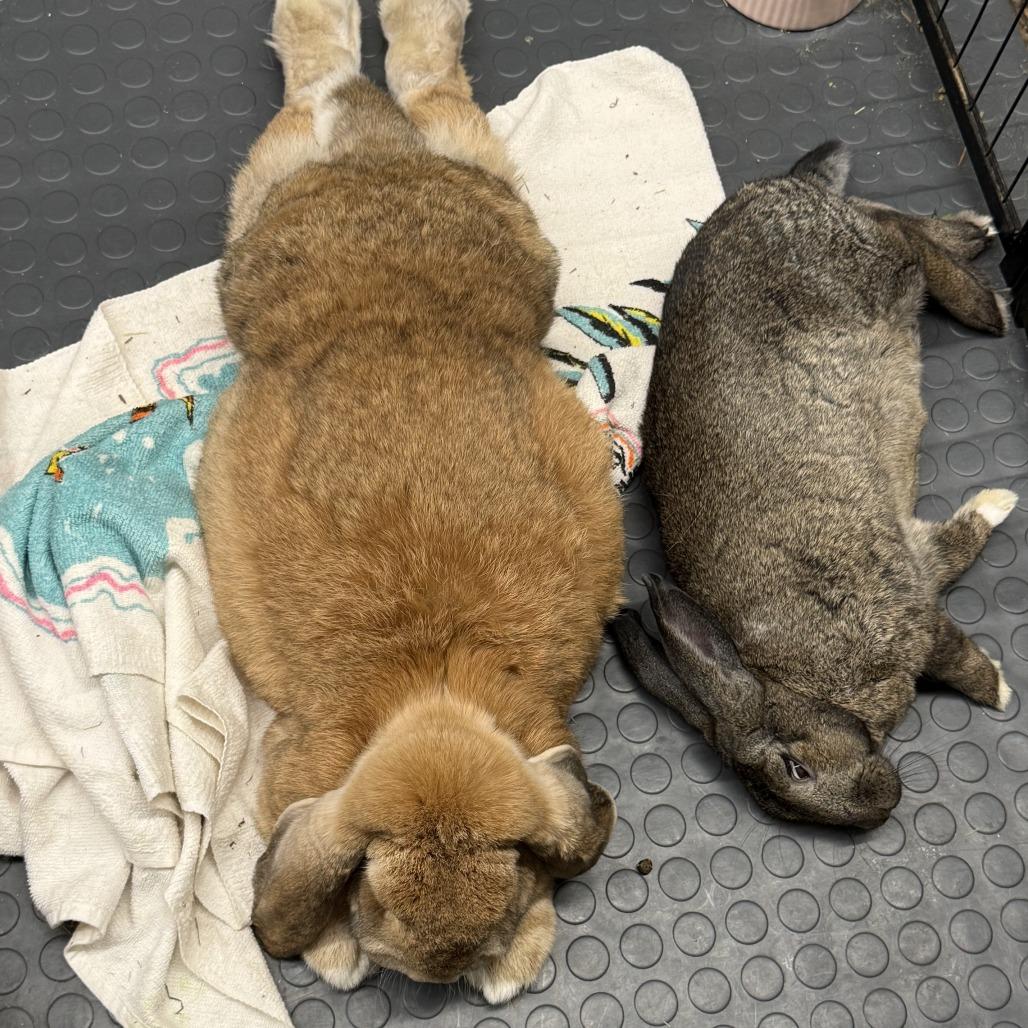 Enlarge Otter, a Adoptable mixed breed in Newport, PA image 4/5