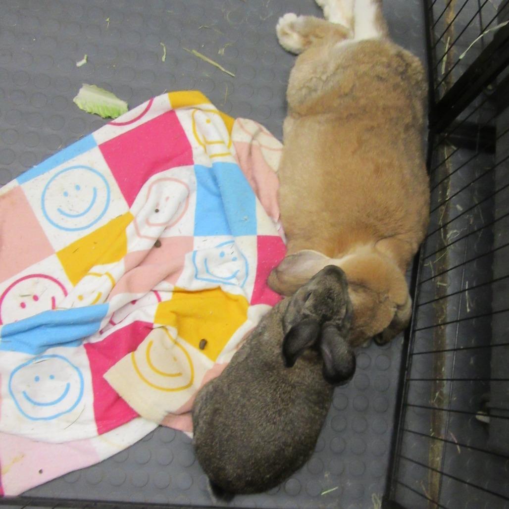 Enlarge Otter, a Adoptable mixed breed in Newport, PA image 5/5