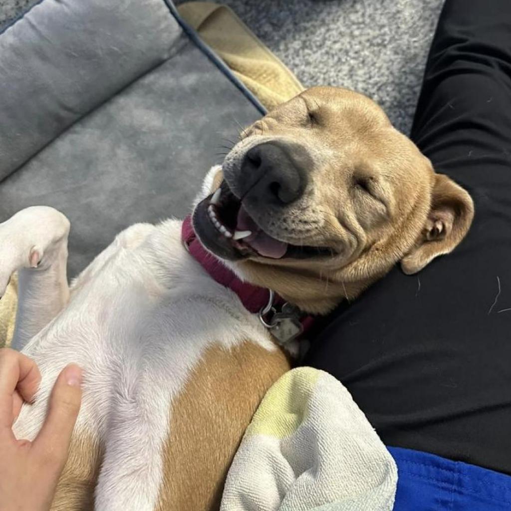 Aster Lee, a Adoptable mixed breed in Falls Church, VA image 1/6