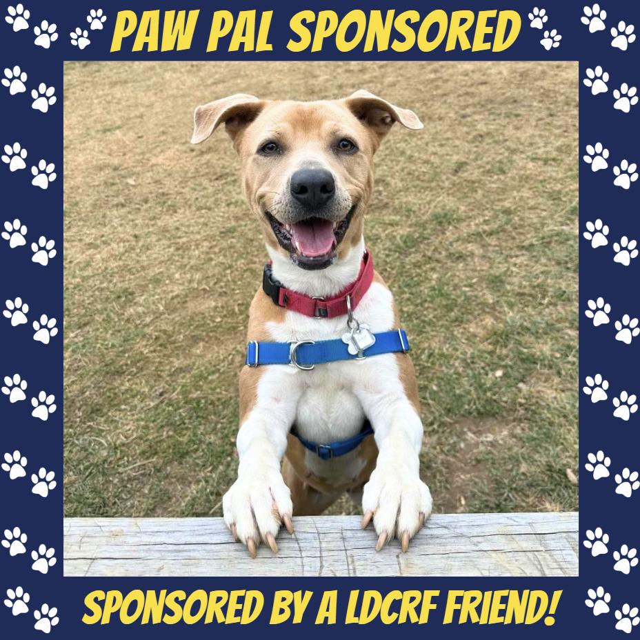 Aster Lee, a Adoptable mixed breed in Falls Church, VA image 2/6