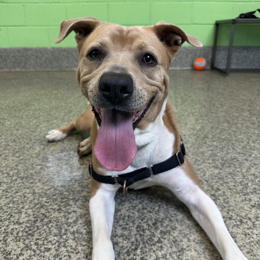 Aster Lee, a Adoptable mixed breed in Falls Church, VA image 5/6