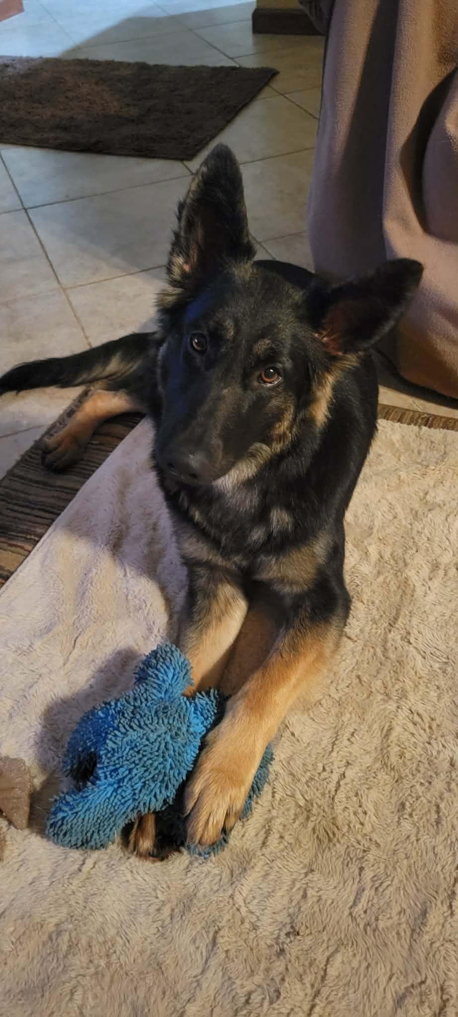 Enlarge Misha!, a ADOPTABLE mixed breed in Roseville, CA image 6/6