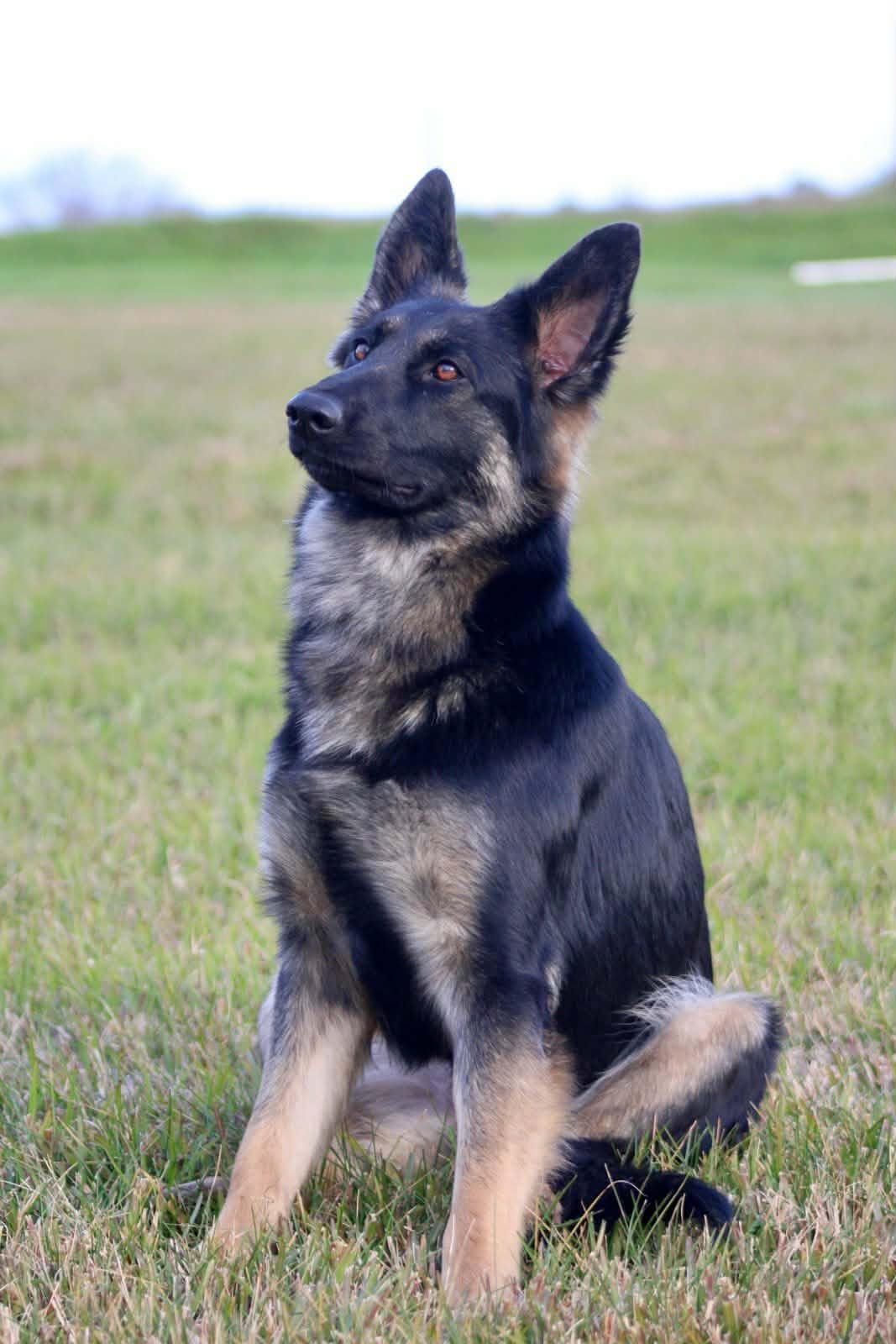 Misha!, ADOPTABLE, Young Female German Shepherd Dog.