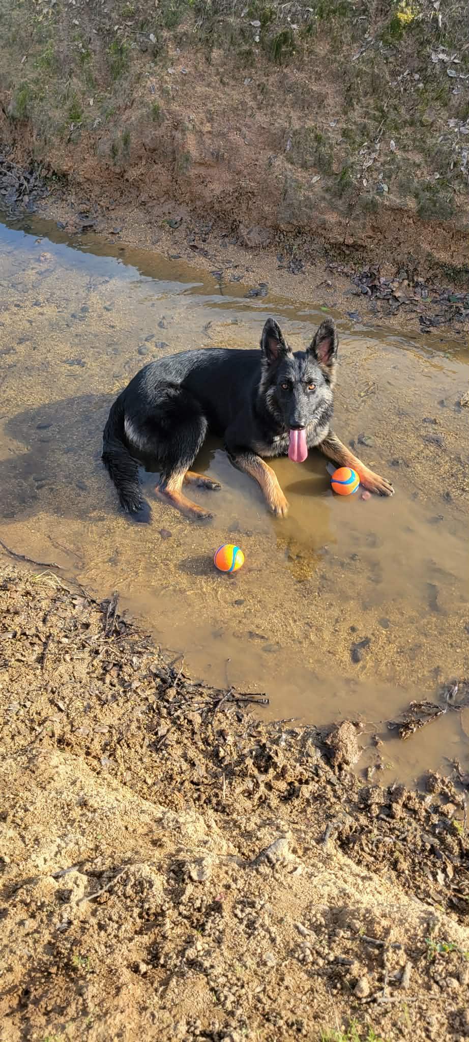 Enlarge Misha!, a ADOPTABLE mixed breed in Roseville, CA image 2/6