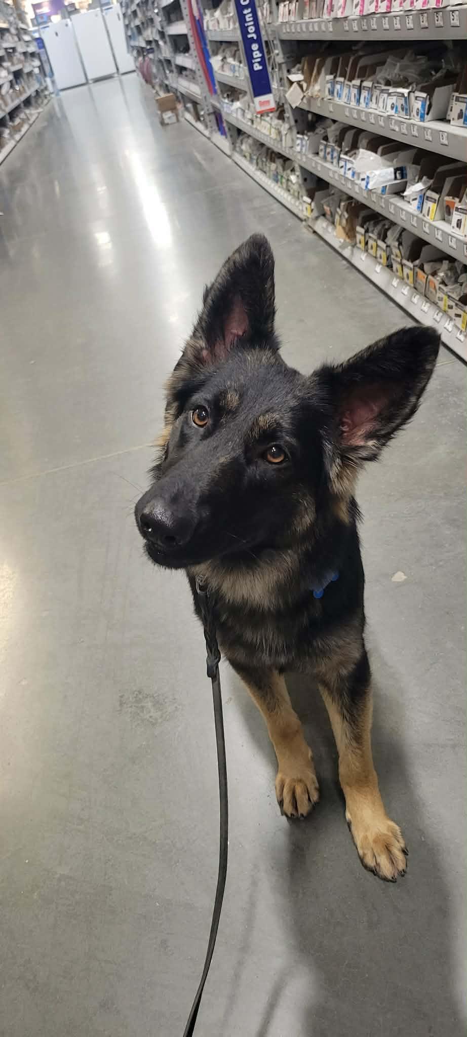 Enlarge Misha!, a ADOPTABLE mixed breed in Roseville, CA image 4/6