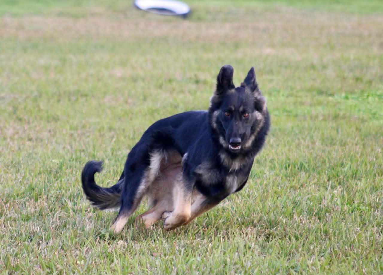 Enlarge Misha!, a ADOPTABLE mixed breed in Roseville, CA image 5/6