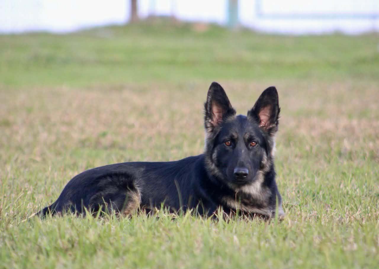 Enlarge Misha!, a ADOPTABLE mixed breed in Roseville, CA image 3/6