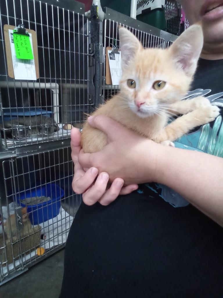 Salsa, Adoptable, Young Female Domestic Short Hair.