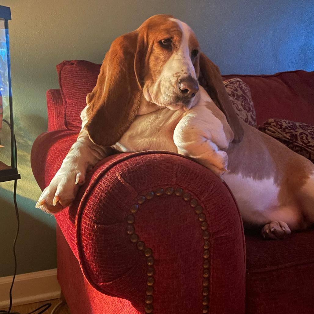 Sally, Adoptable, Senior Female Basset Hound.