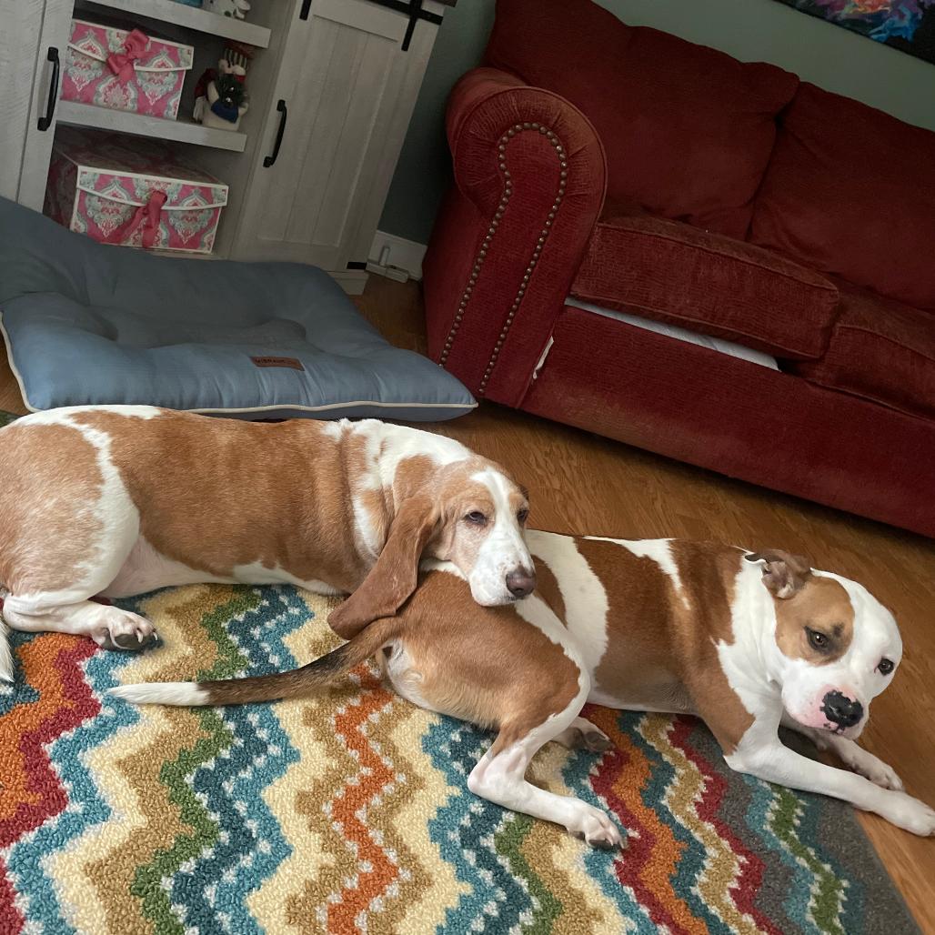 Enlarge Sally, a Adoptable Basset Hound in Bristol, IN image 2/2