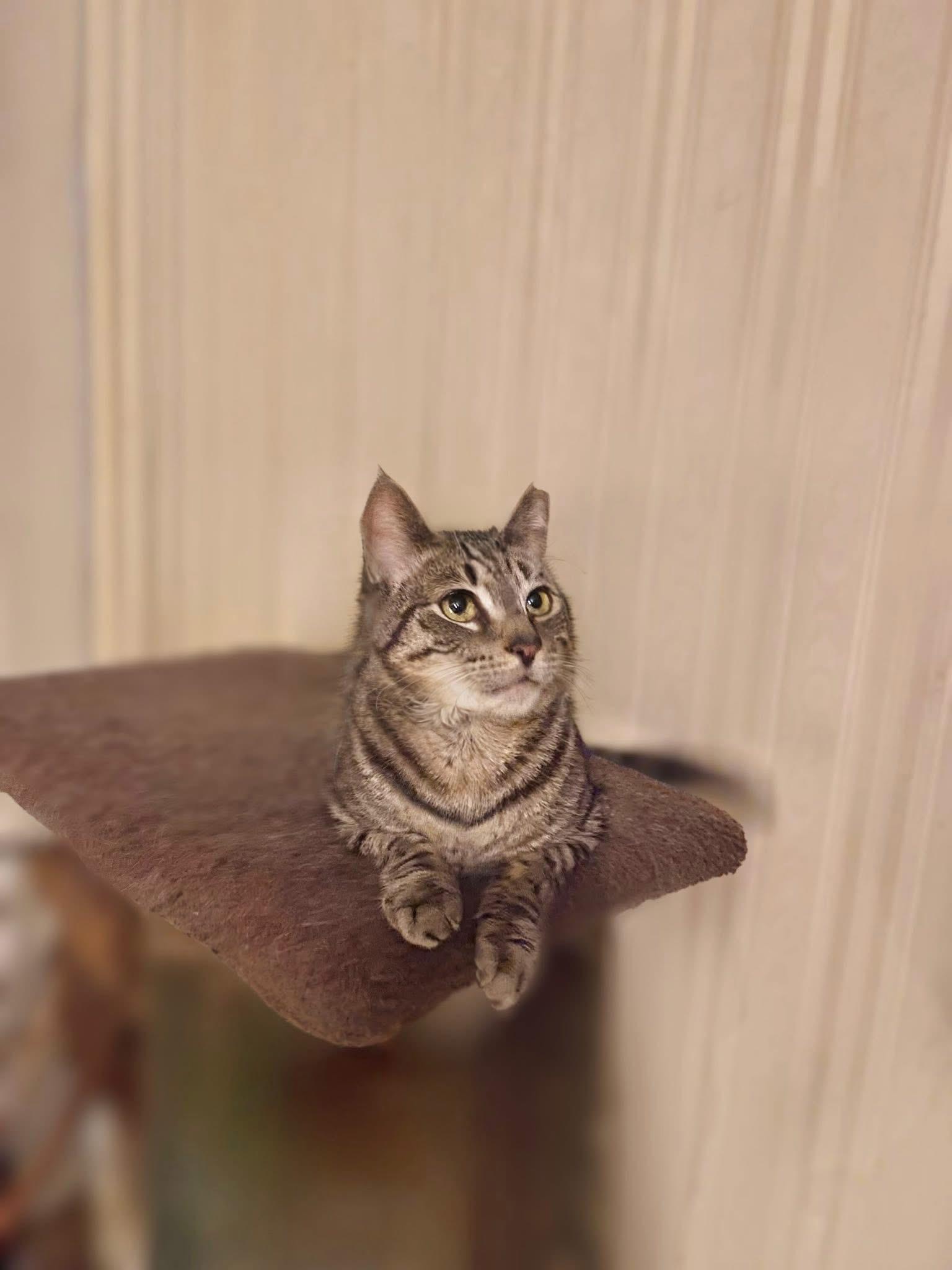 Riva, Adoptable, Adult Female Domestic Short Hair.