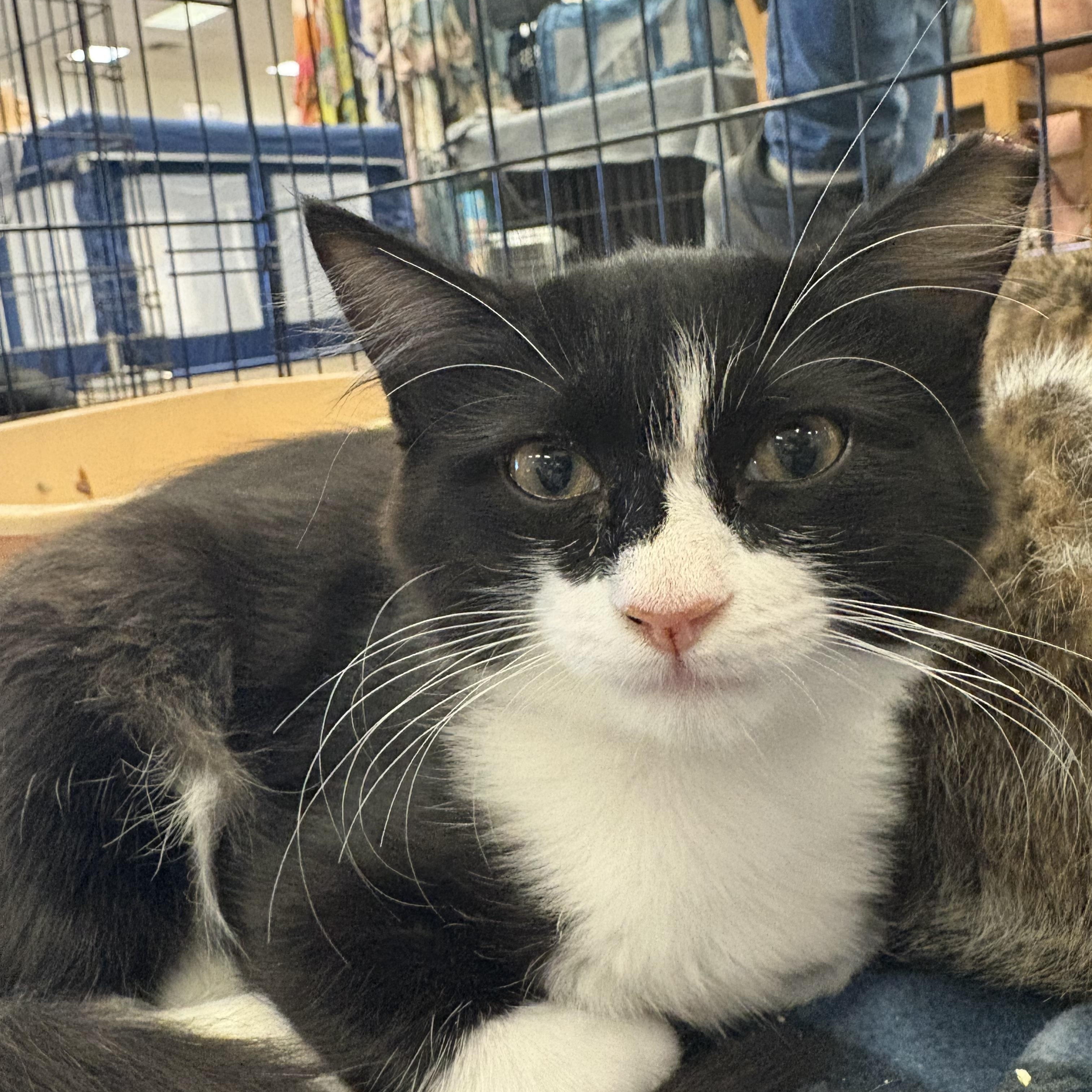 Winnie, Adopted, Kitten Female Domestic Long Hair.