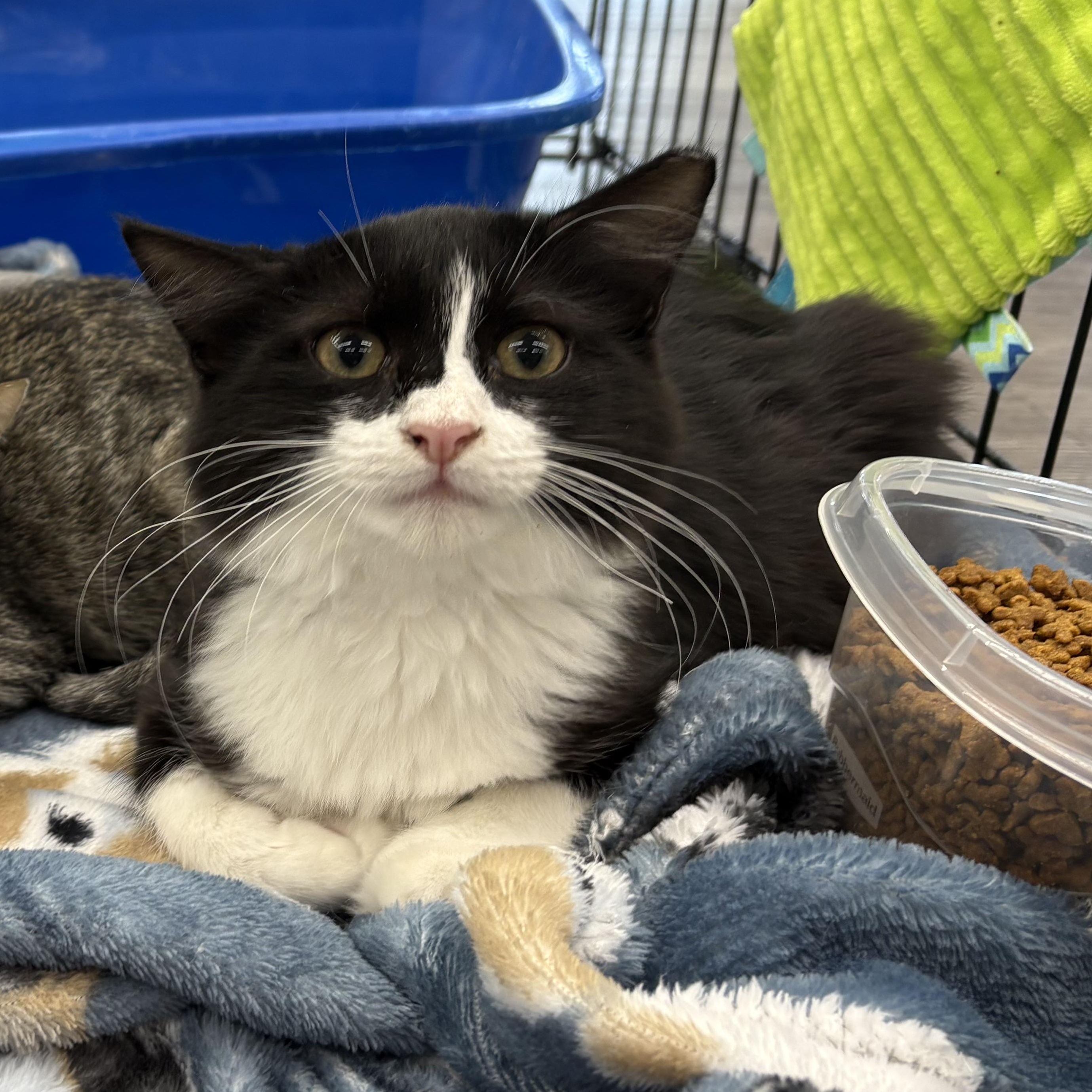 Enlarge Winnie, a Adopted mixed breed in Youngstown, FL image 2/4