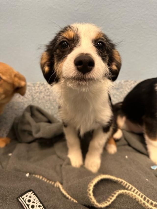 Enlarge Josie, a Adopted Terrier in Fredericksburg, VA image 1/5