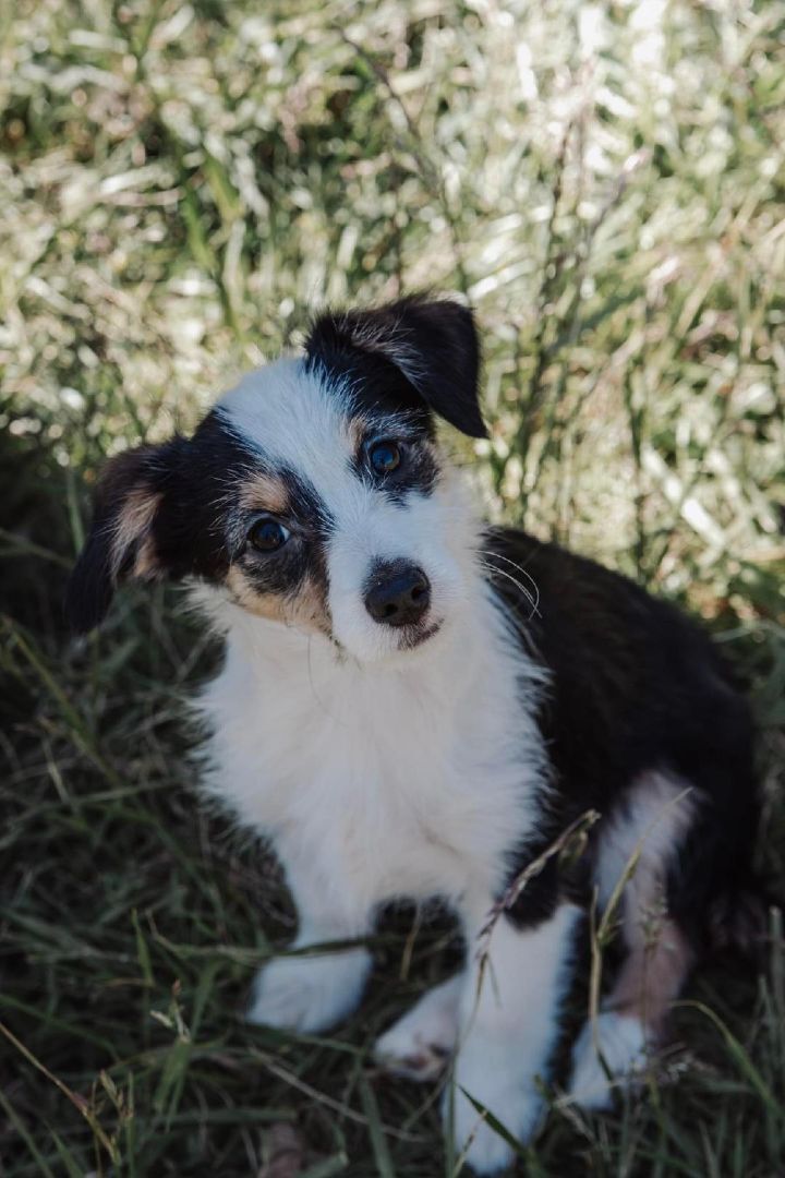 Enlarge Josie, a Adopted Terrier in Fredericksburg, VA image 2/5