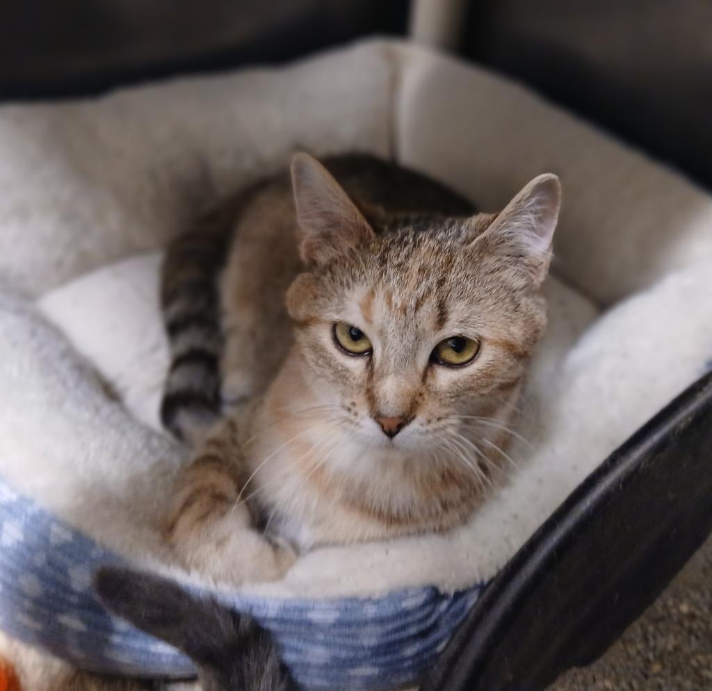 Enlarge Darcy, a Adoptable mixed breed in Ladysmith, WI image 2/2