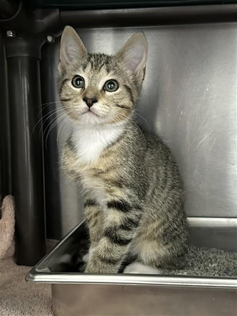 TIGER, Adoptable, Kitten Male Domestic Short Hair.
