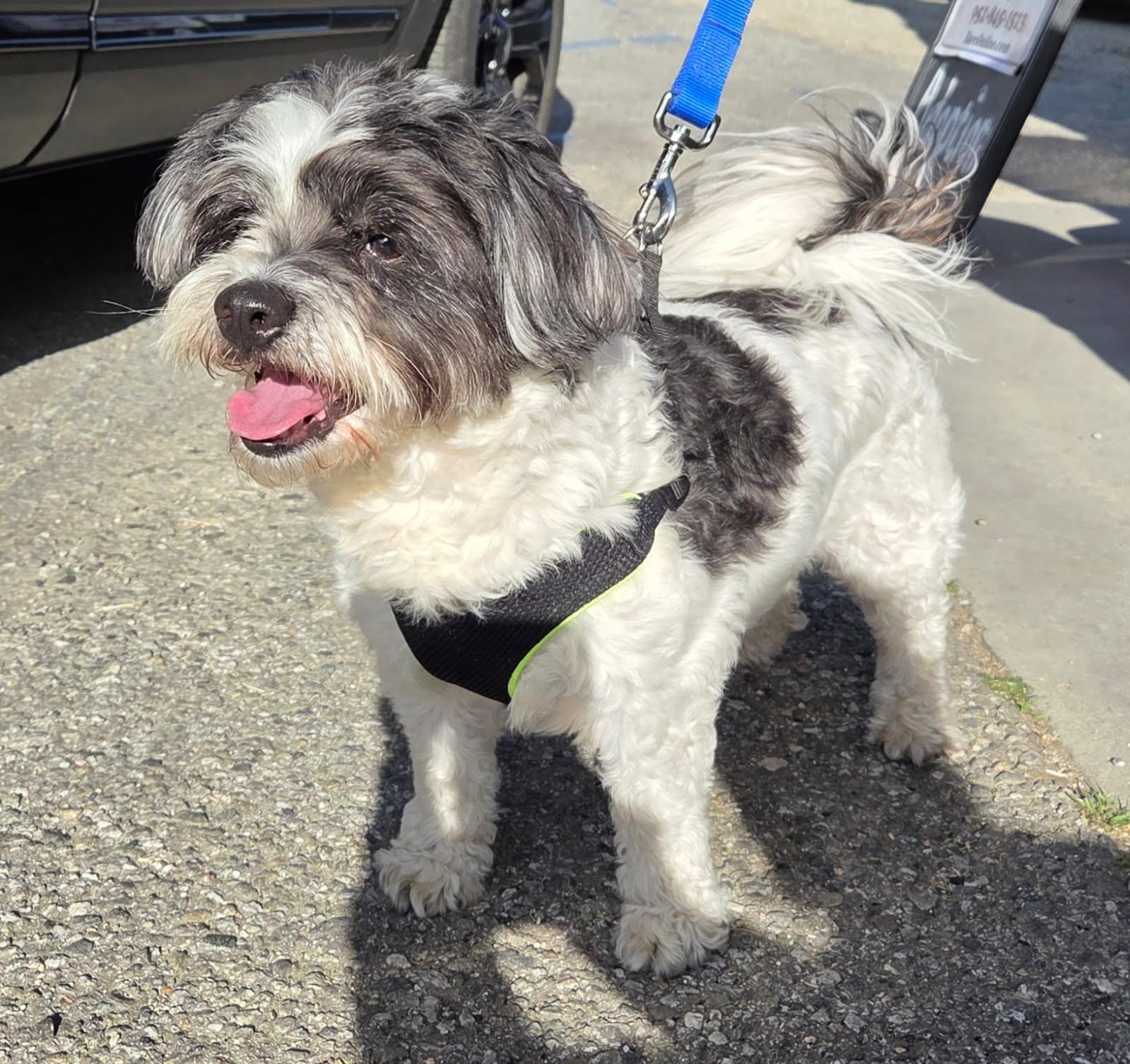 Enlarge Romeo, a Adopted Lhasa Apso in Mentone, CA image 1/1
