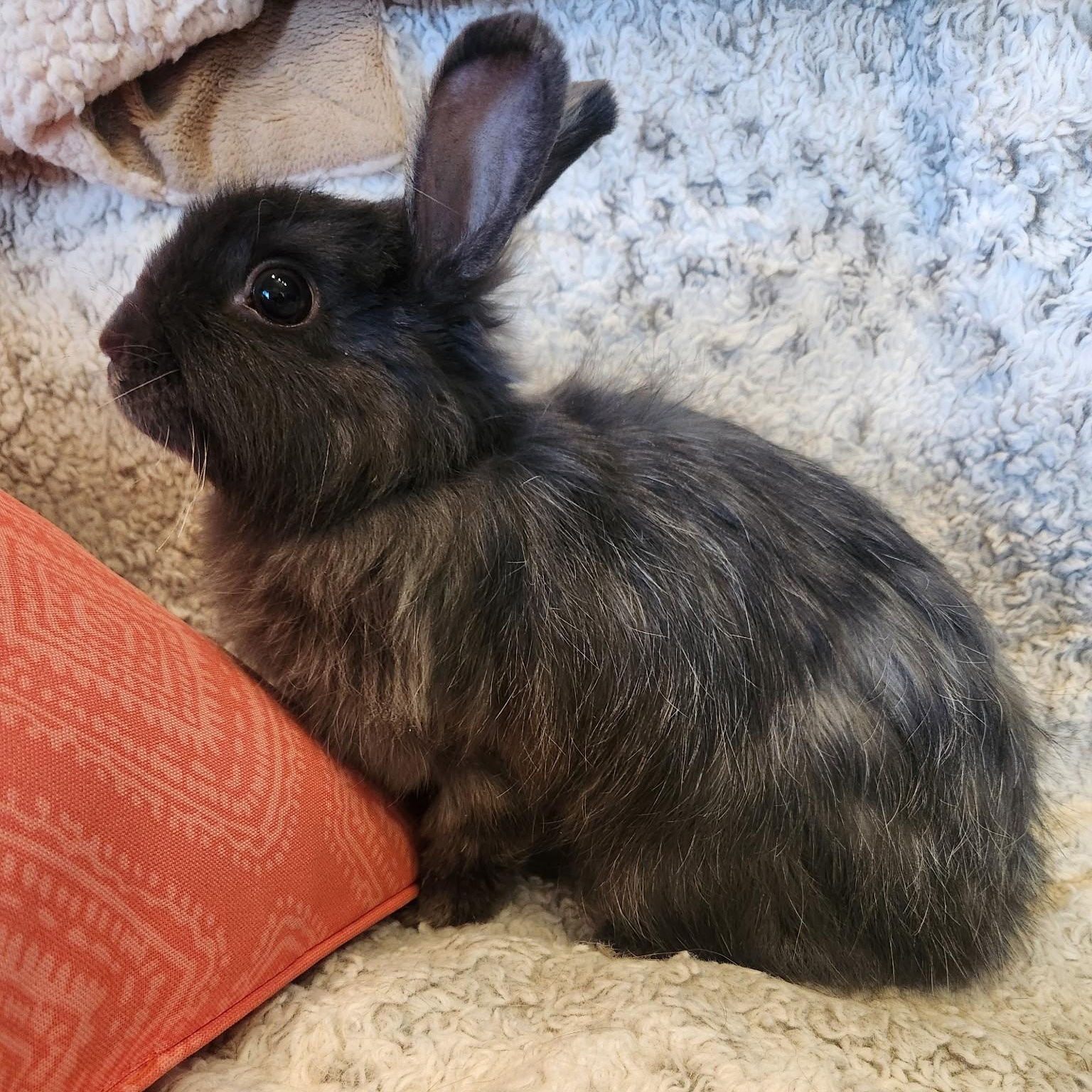 Enlarge Hazel, a Adoptable Jersey Wooly in Salt Lake City, UT image 2/3