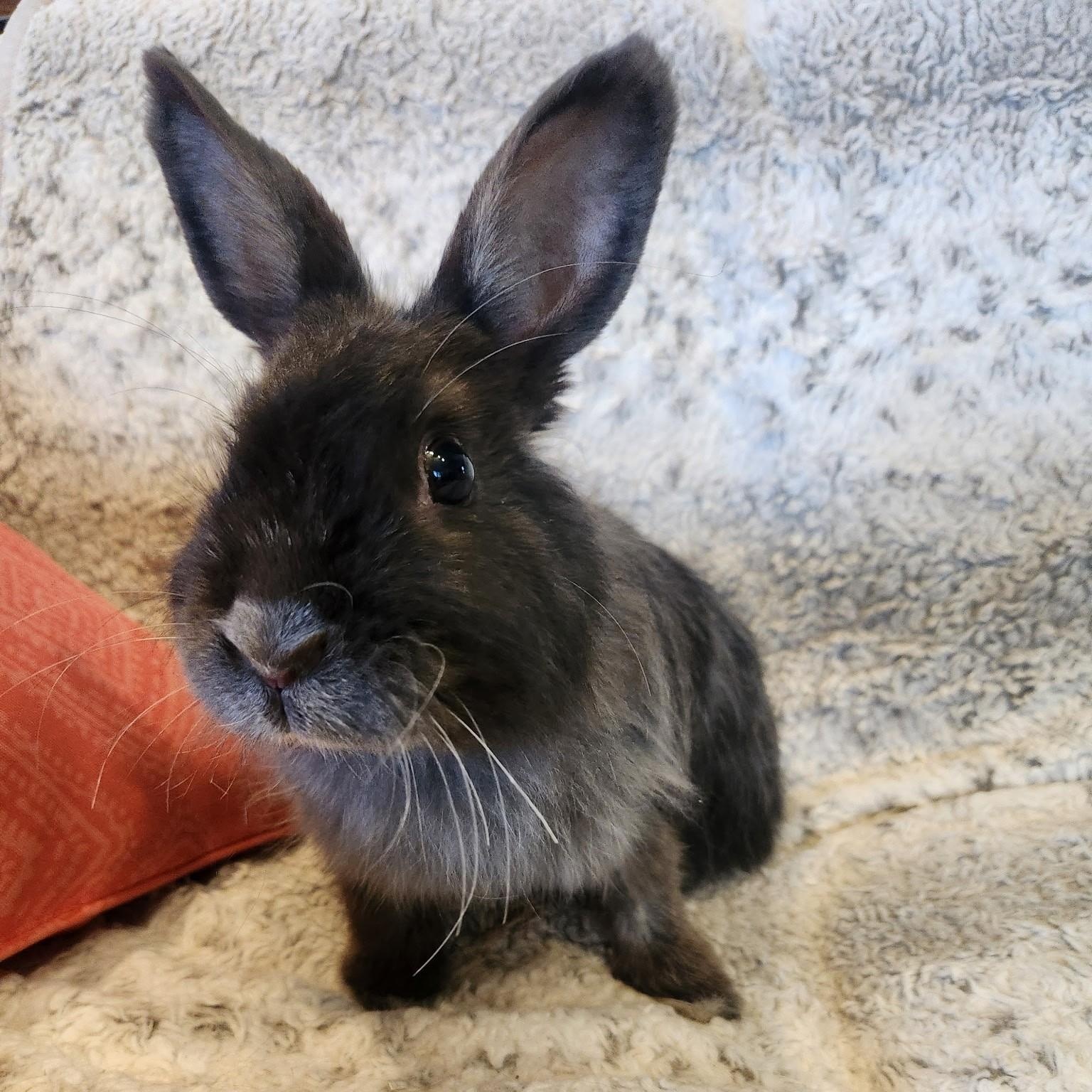 Rabbit for adoption - Hazel, a Jersey Wooly in Salt Lake City, UT ...