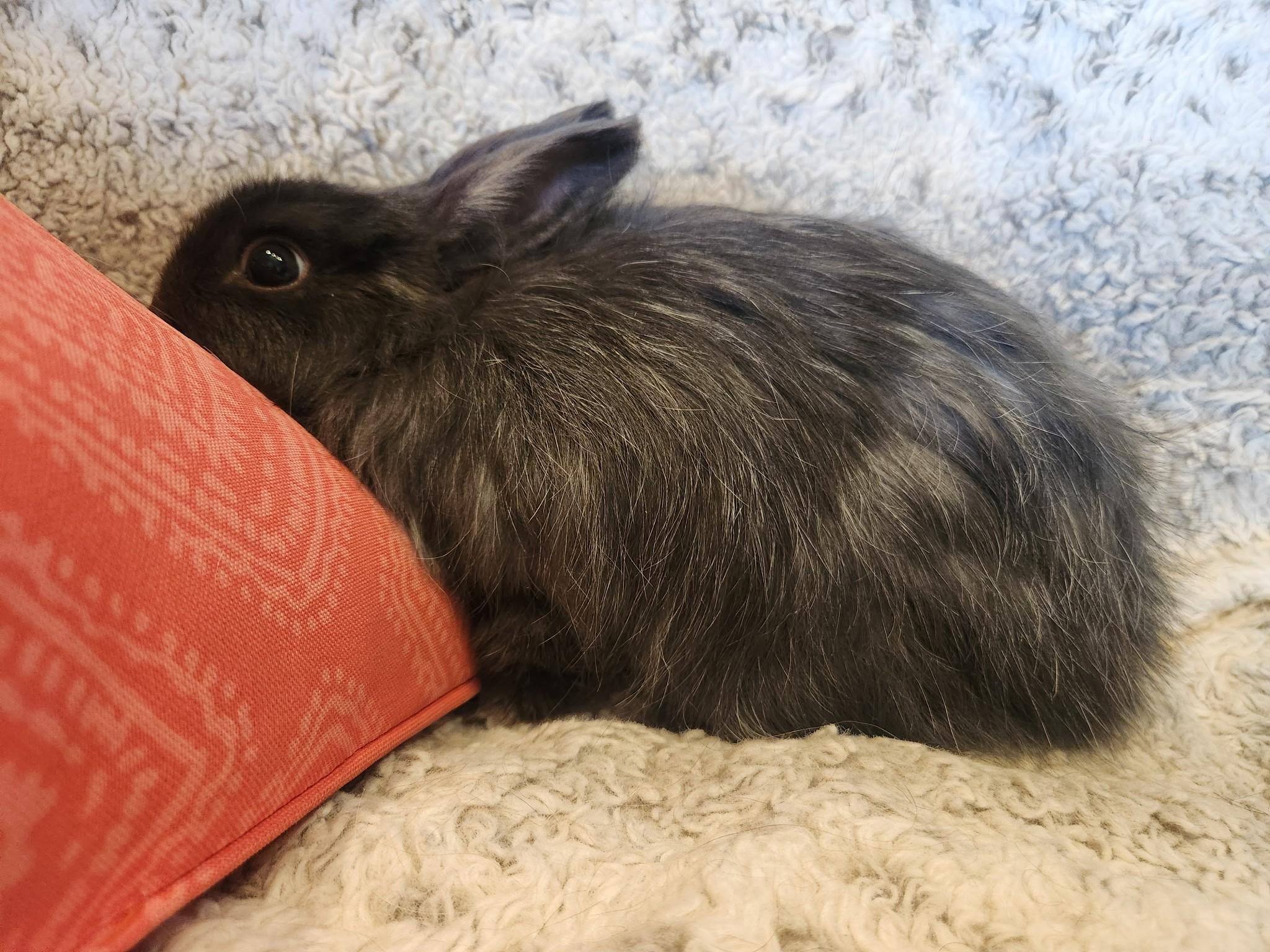 Enlarge Hazel, a Adoptable Jersey Wooly in Salt Lake City, UT image 3/3