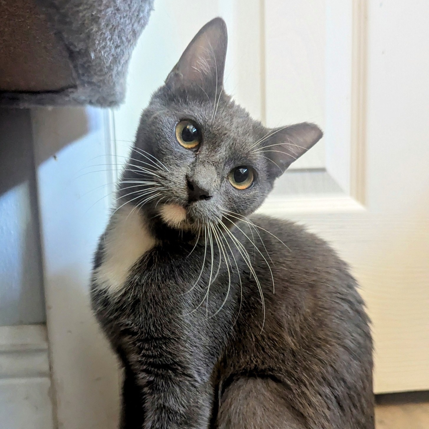 Cat for adoption Evanora, a Domestic Short Hair in Oldsmar, FL