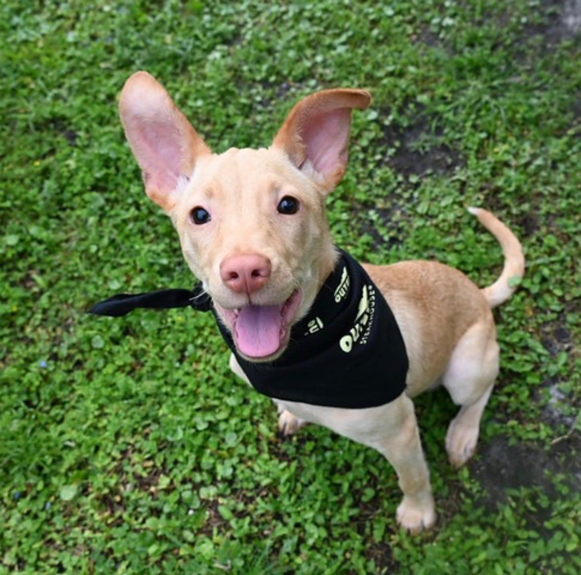 Enlarge Baby 5363, a ADOPTABLE Mixed Breed in Boca Raton, FL image 1/1