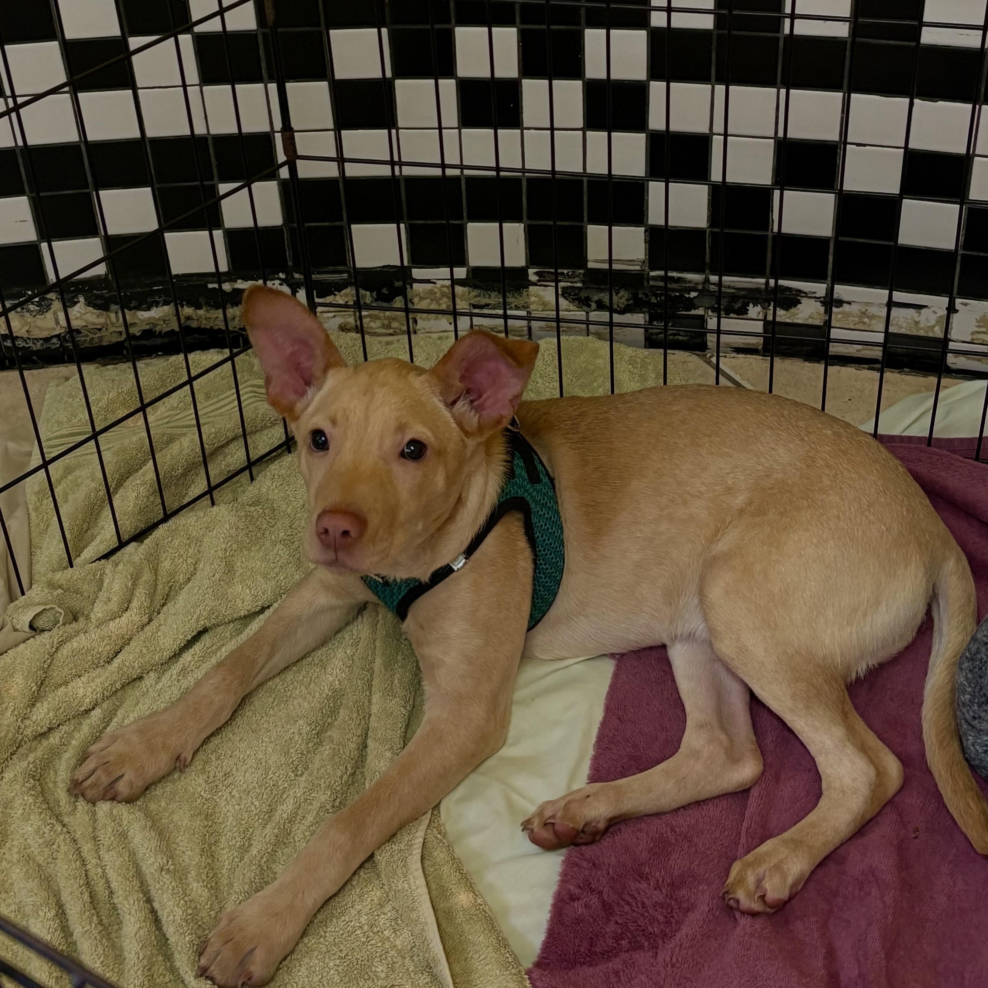 Baby 5363, ADOPTABLE, Young Male Mixed Breed.
