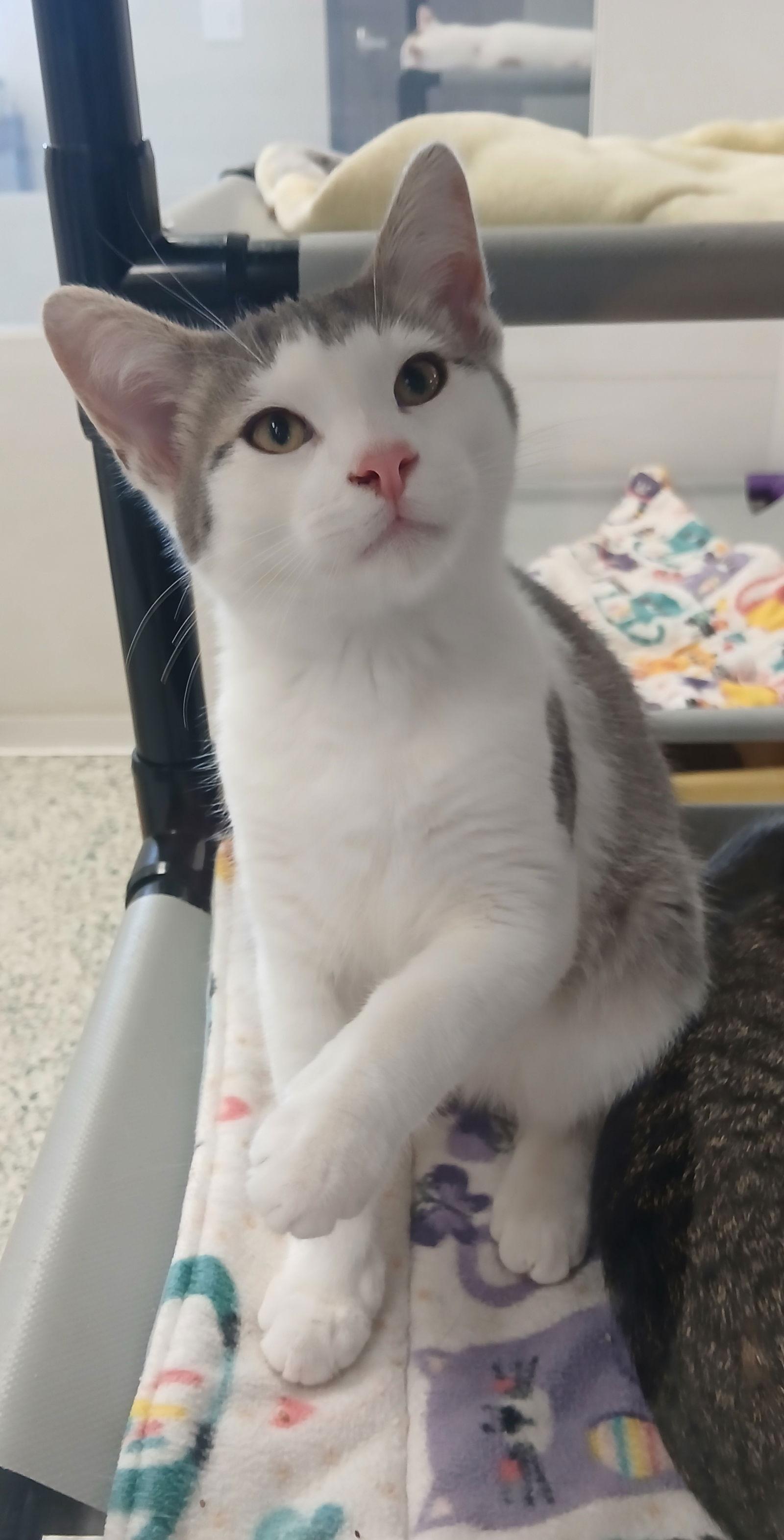 Enlarge Finnigan, a Adoptable Domestic Short Hair in Bay City, MI image 1/1