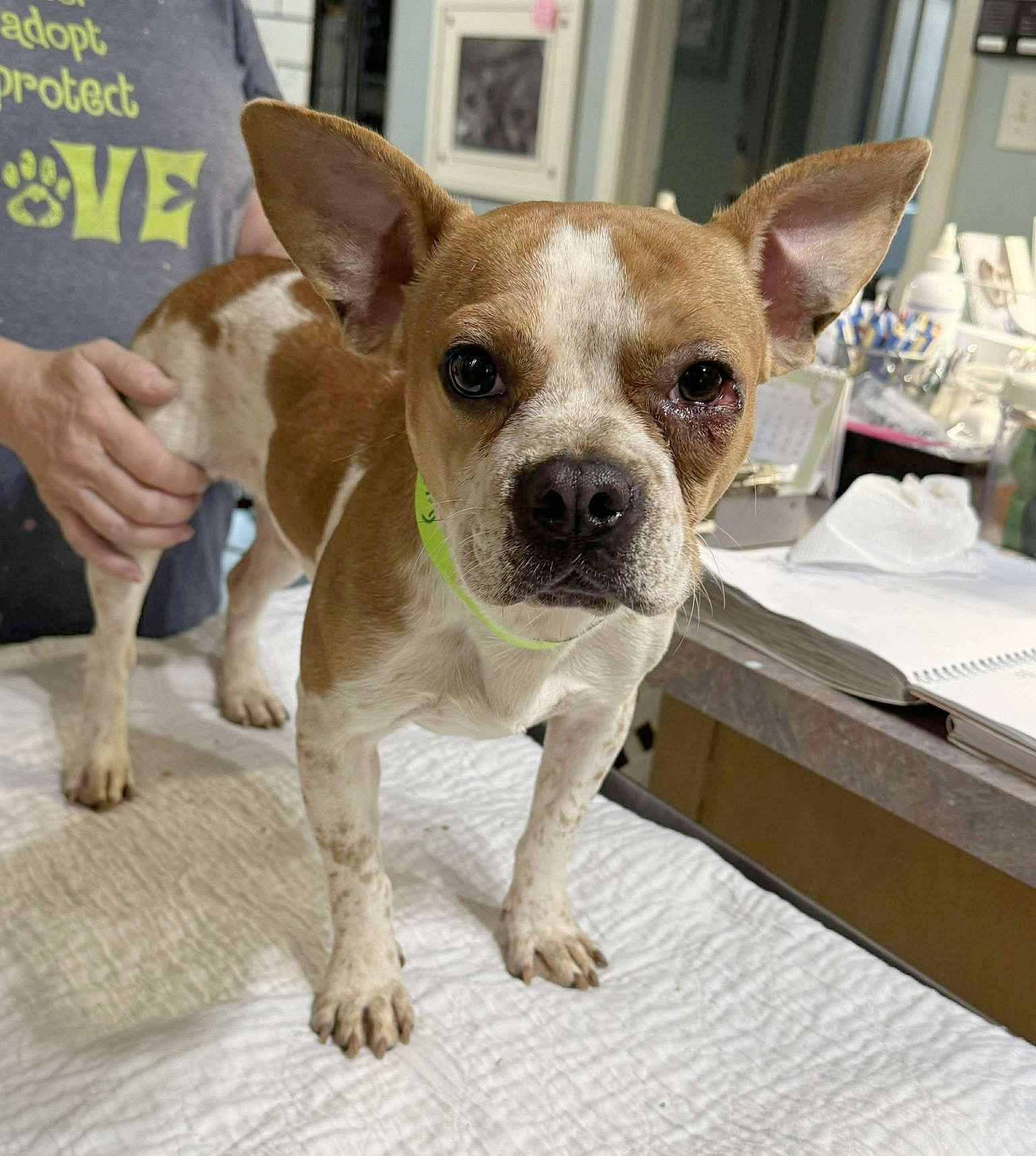 Enlarge Salty (NOT YET AVAILABLE), a Adoptable mixed breed in Benton, LA image 1/1