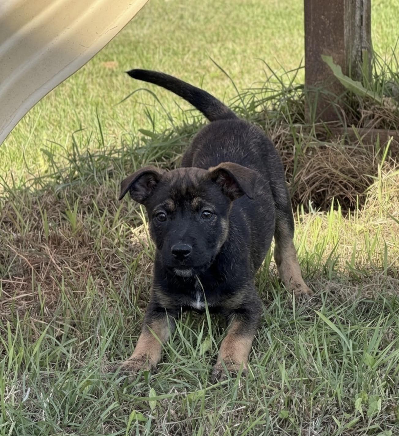 Enlarge Jessica, a Adopted mixed breed in Hales corners, WI image 1/2