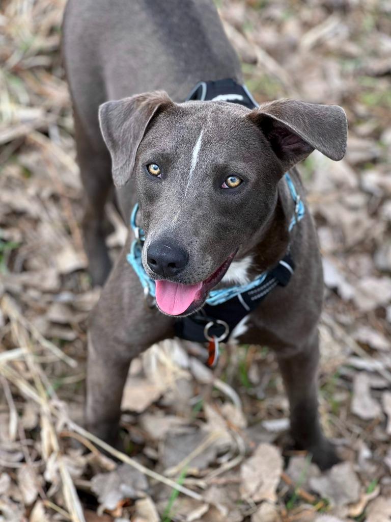 Rodeo, Adoptable, Young Male Pit Bull Terrier & Mixed Breed.