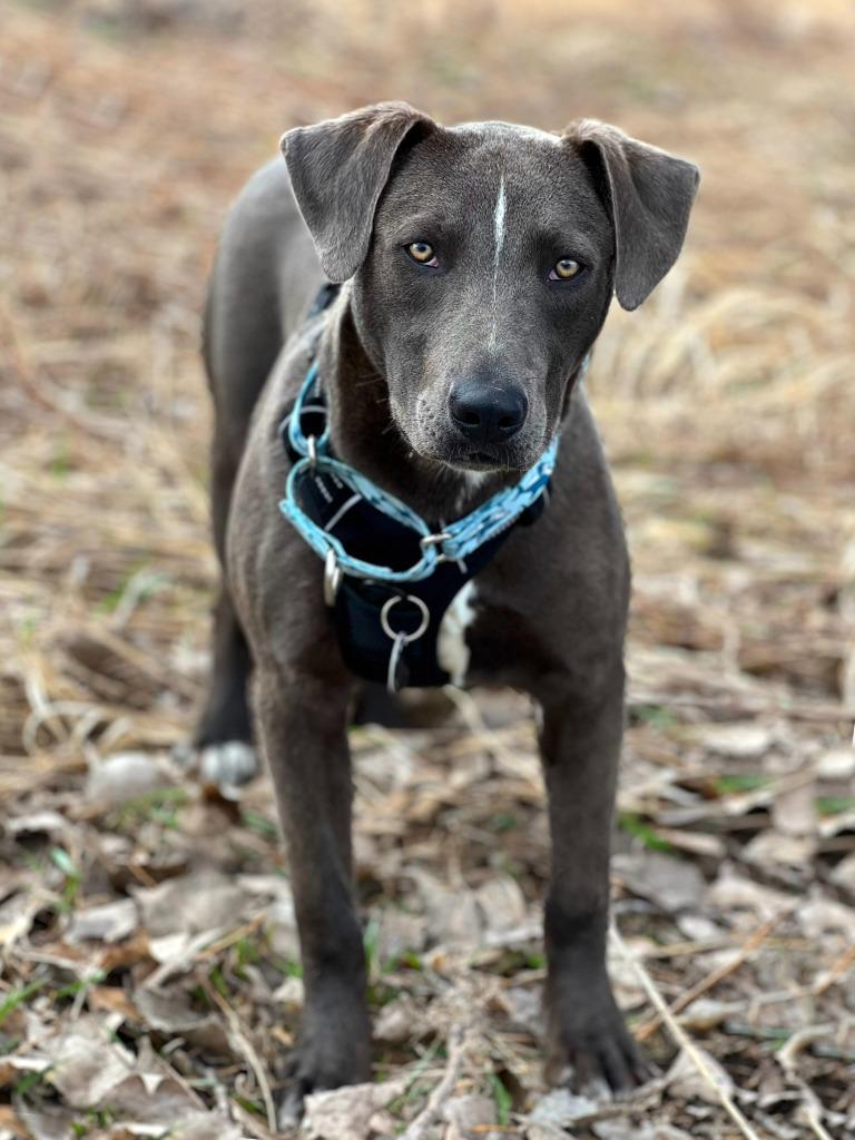 Rodeo, a Adoptable mixed breed in Savage, MN image 2/5